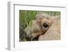 Newborn Saiga Antelope (Saiga Tatarica) Lying in Grass, Cherniye Zemli Nr, Kalmykia, Russia-Shpilenok-Framed Photographic Print