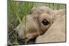 Newborn Saiga Antelope (Saiga Tatarica) Lying in Grass, Cherniye Zemli Nr, Kalmykia, Russia-Shpilenok-Mounted Photographic Print