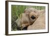 Newborn Saiga Antelope (Saiga Tatarica) Lying in Grass, Cherniye Zemli Nr, Kalmykia, Russia-Shpilenok-Framed Photographic Print