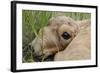 Newborn Saiga Antelope (Saiga Tatarica) Lying in Grass, Cherniye Zemli Nr, Kalmykia, Russia-Shpilenok-Framed Photographic Print