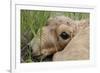 Newborn Saiga Antelope (Saiga Tatarica) Lying in Grass, Cherniye Zemli Nr, Kalmykia, Russia-Shpilenok-Framed Photographic Print
