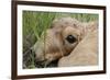 Newborn Saiga Antelope (Saiga Tatarica) Lying in Grass, Cherniye Zemli Nr, Kalmykia, Russia-Shpilenok-Framed Photographic Print