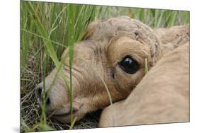 Newborn Saiga Antelope (Saiga Tatarica) Lying in Grass, Cherniye Zemli Nr, Kalmykia, Russia-Shpilenok-Mounted Photographic Print