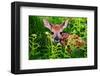 Newborn Whitetail Fawn Resting-null-Framed Art Print