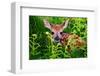 Newborn Whitetail Fawn Resting-null-Framed Art Print