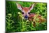 Newborn Whitetail Fawn Resting-null-Mounted Art Print