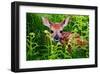 Newborn Whitetail Fawn Resting-null-Framed Art Print