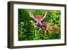 Newborn Whitetail Fawn Resting-null-Framed Art Print