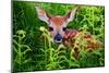 Newborn Whitetail Fawn Resting-null-Mounted Art Print