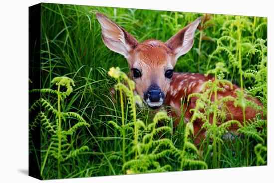 Newborn Whitetail Fawn Resting-null-Stretched Canvas