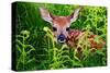 Newborn Whitetail Fawn Resting-null-Stretched Canvas