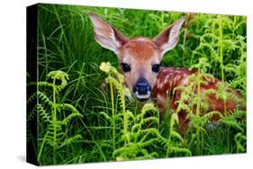 Newborn Whitetail Fawn Resting-null-Stretched Canvas