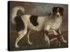 Newfoundland and Spaniel in a Coastal Landscape-null-Stretched Canvas