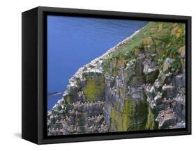 Newfoundland, Cape Saint Mary's Ecological Reserve-John Barger-Framed Stretched Canvas