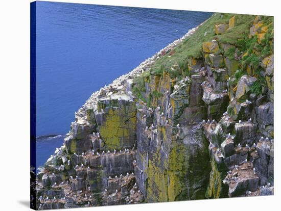 Newfoundland, Cape Saint Mary's Ecological Reserve-John Barger-Stretched Canvas