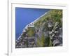 Newfoundland, Cape Saint Mary's Ecological Reserve-John Barger-Framed Photographic Print