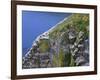 Newfoundland, Cape Saint Mary's Ecological Reserve-John Barger-Framed Photographic Print