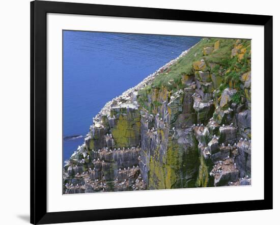 Newfoundland, Cape Saint Mary's Ecological Reserve-John Barger-Framed Photographic Print