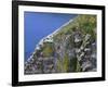 Newfoundland, Cape Saint Mary's Ecological Reserve-John Barger-Framed Photographic Print