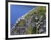 Newfoundland, Cape Saint Mary's Ecological Reserve-John Barger-Framed Photographic Print