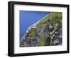 Newfoundland, Cape Saint Mary's Ecological Reserve-John Barger-Framed Photographic Print