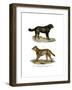 Newfoundland Dog, 1860-null-Framed Giclee Print