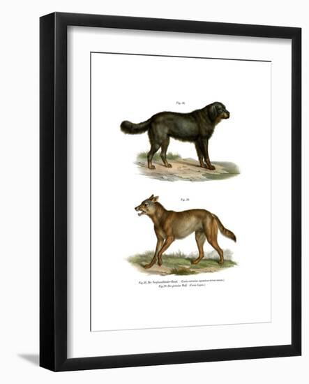 Newfoundland Dog, 1860-null-Framed Giclee Print