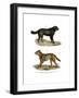 Newfoundland Dog, 1860-null-Framed Giclee Print