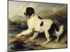 Newfoundland Dog Called Lion, 1824-Edwin Henry Landseer-Mounted Giclee Print