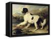 Newfoundland Dog Called Lion, 1824-Edwin Henry Landseer-Framed Stretched Canvas