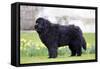 Newfoundland Dog-null-Framed Stretched Canvas