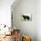 Newfoundland Dog-null-Stretched Canvas displayed on a wall