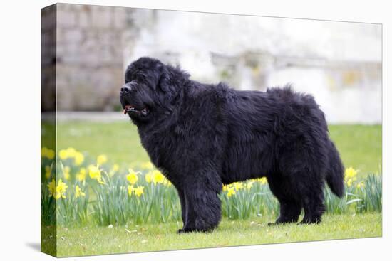 Newfoundland Dog-null-Stretched Canvas