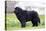 Newfoundland Dog-null-Stretched Canvas