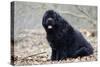 Newfoundland Dog-null-Stretched Canvas