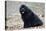 Newfoundland Dog-null-Stretched Canvas