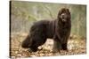 Newfoundland Dog-null-Stretched Canvas