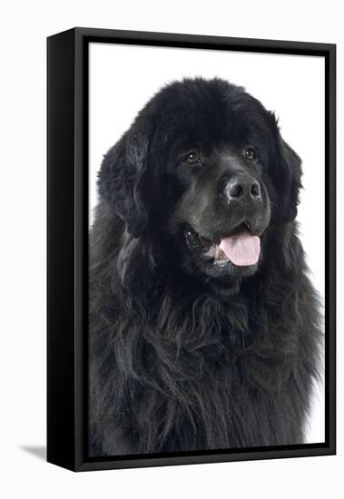 Newfoundland Dog-null-Framed Stretched Canvas