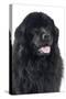 Newfoundland Dog-null-Stretched Canvas