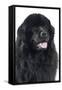 Newfoundland Dog-null-Framed Stretched Canvas