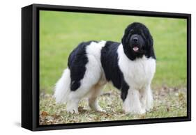 Newfoundland Dog-null-Framed Stretched Canvas