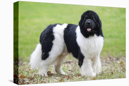 Newfoundland Dog-null-Stretched Canvas