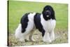 Newfoundland Dog-null-Stretched Canvas