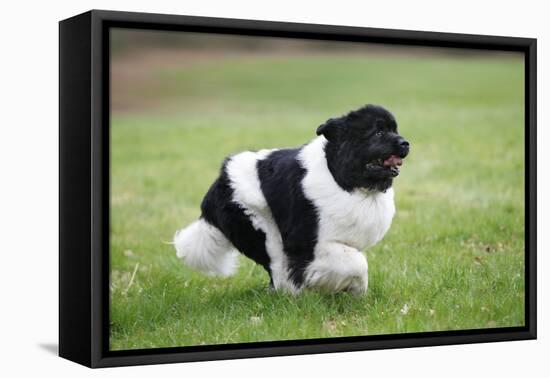 Newfoundland Dog-null-Framed Stretched Canvas