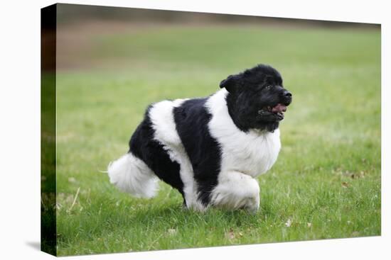 Newfoundland Dog-null-Stretched Canvas