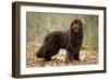 Newfoundland Dog-null-Framed Photographic Print