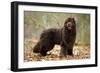 Newfoundland Dog-null-Framed Photographic Print