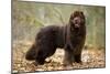 Newfoundland Dog-null-Mounted Photographic Print