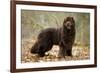 Newfoundland Dog-null-Framed Photographic Print