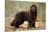 Newfoundland Dog-null-Mounted Photographic Print